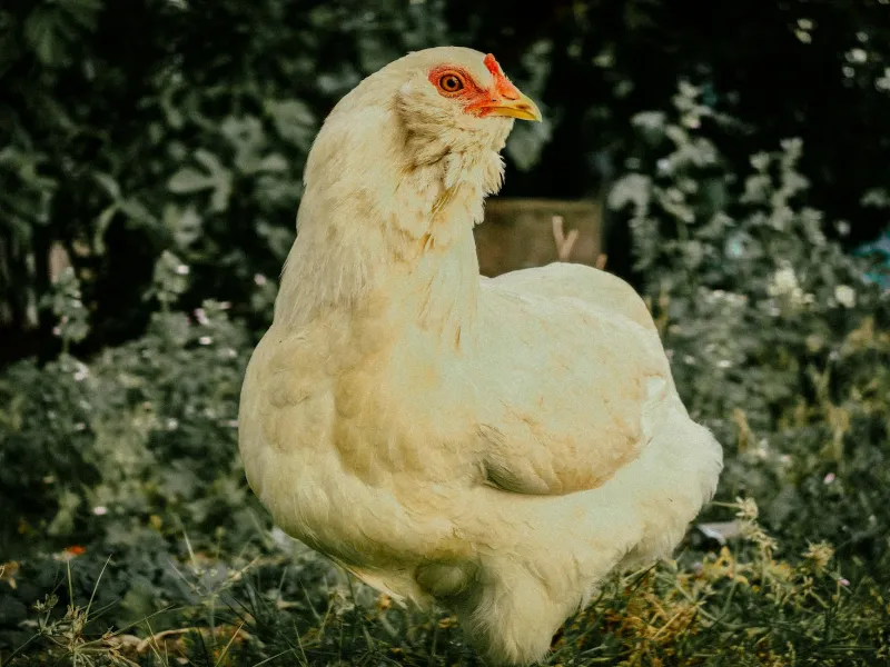 The Backyard Chicken Loophole That's Quietly Cutting Property Tax Bills by 90%