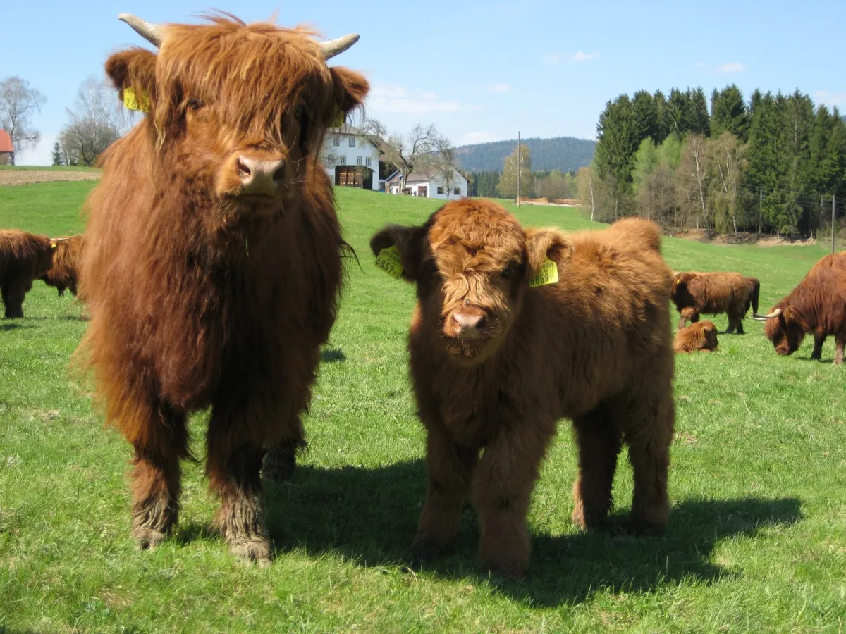 Highland cattle