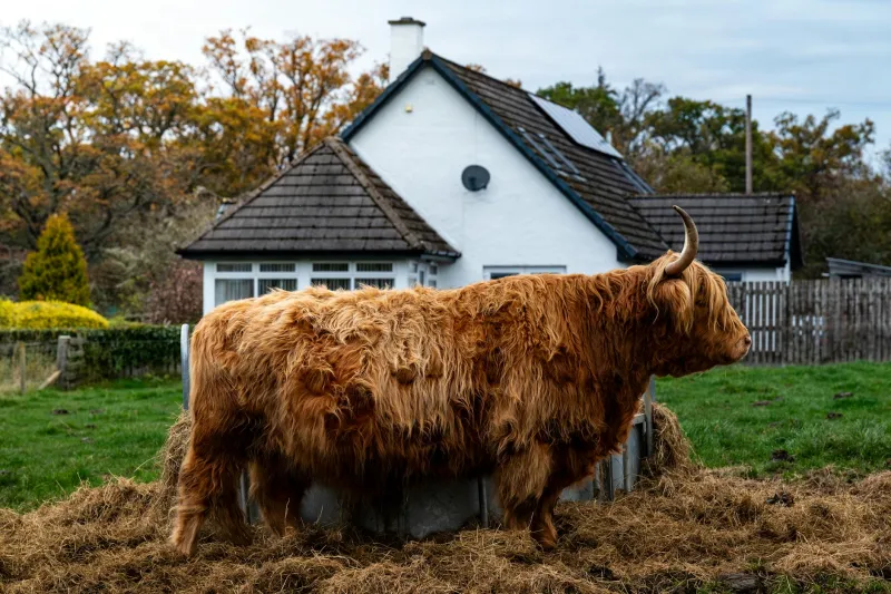 The Farm Tax Break That Doesn't Actually Require Farming — How Americans Use Livestock Deductions Without Ever Selling Anything
