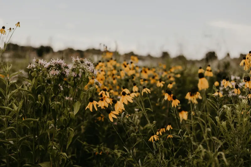 The Federal Land Program That Quietly Pays Americans to Plant Nothing — While Their Neighbors Keep Mowing